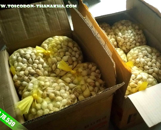 Tỏi Cô Đơn Myanmar