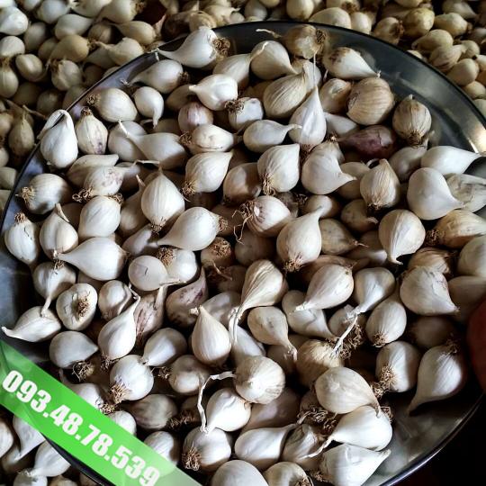 Tỏi Cô Đơn Myanmar