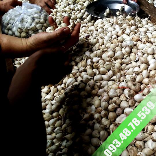 Tỏi Cô Đơn Lý Sơn