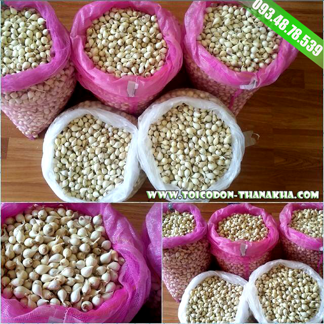 tỏi 1 tép Lý Sơn