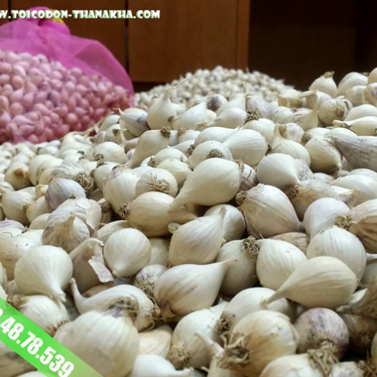 Tỏi Cô Đơn Lý Sơn
