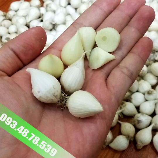 Tỏi Cô Đơn Myanmar