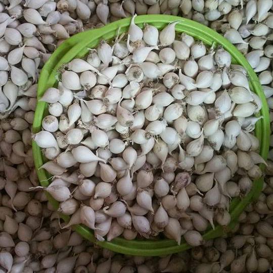 Tỏi Cô Đơn Myanmar