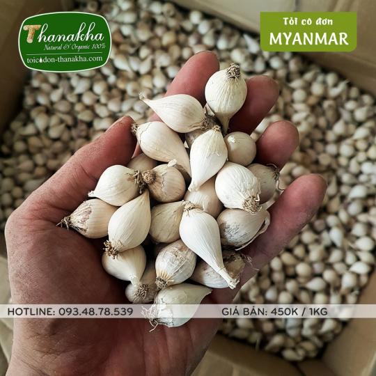 tỏi 1 nhánh Myanmar