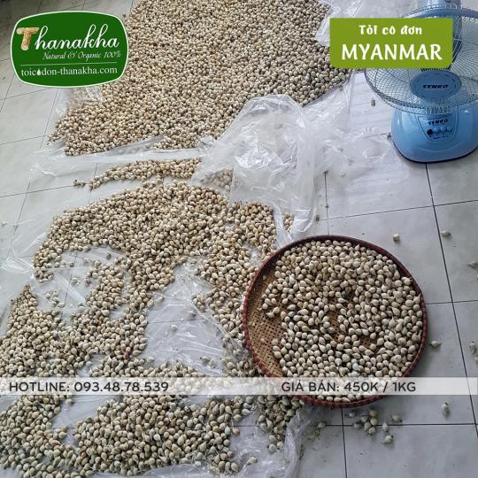 tỏi cô đơn Lý Sơn