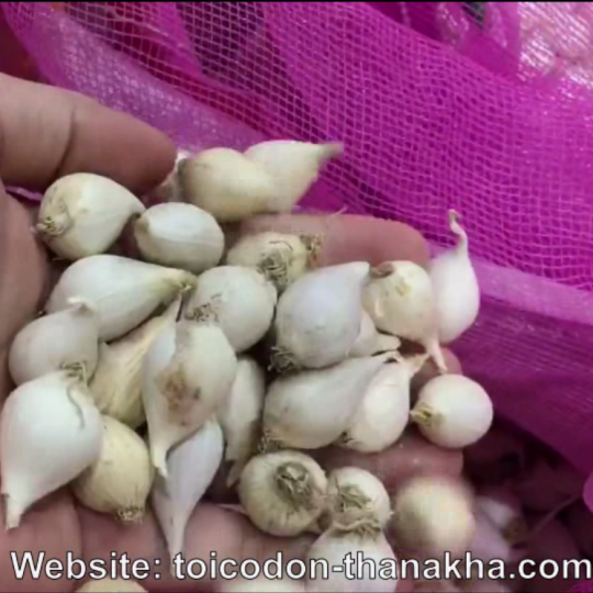 Tỏi cô đơn Myanmar hiện đang giảm giá chỉ 350.000/kg