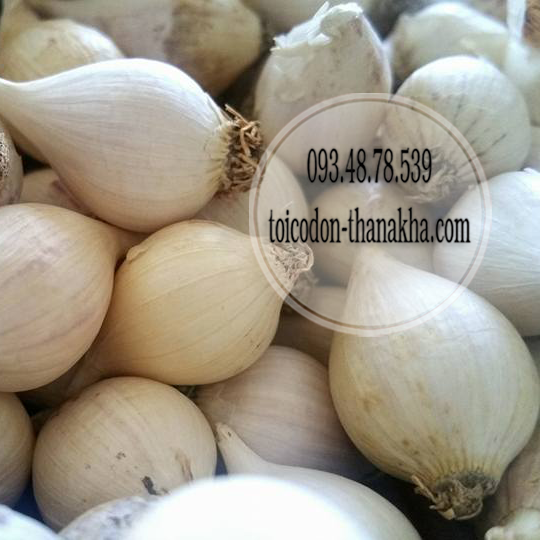 Tỏi Cô Đơn Myanmar
